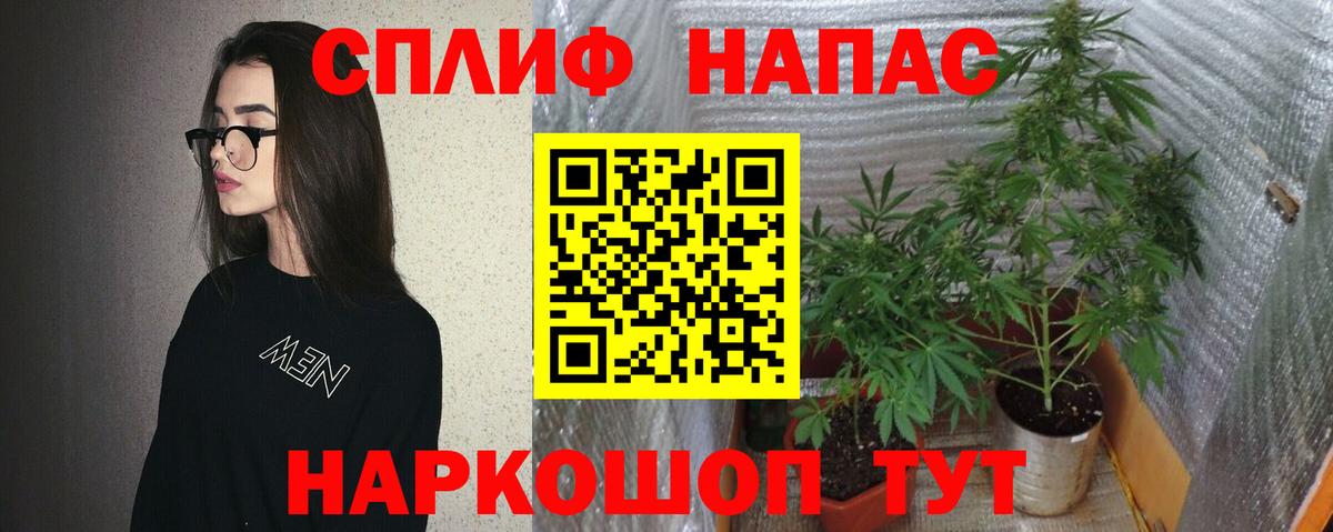 Конопля сатива Находка